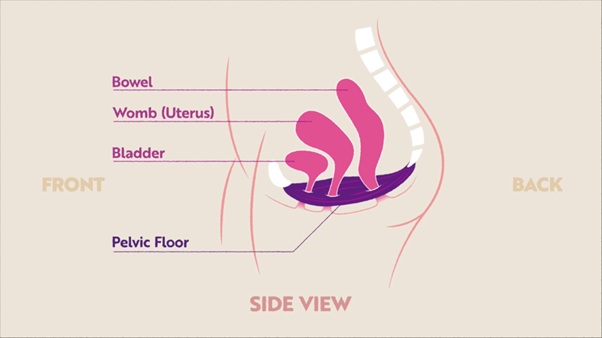 Pelvic floor diagram