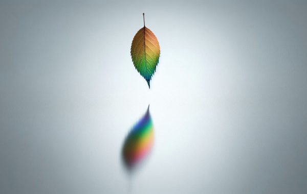 A single rainbow-colour tinted leaf falls above a reflection. On a white background.